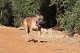 CANE CORSO 084